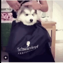 a dog in a bag sitting on someone's shoulder
