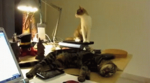 two cats that are standing on top of desk