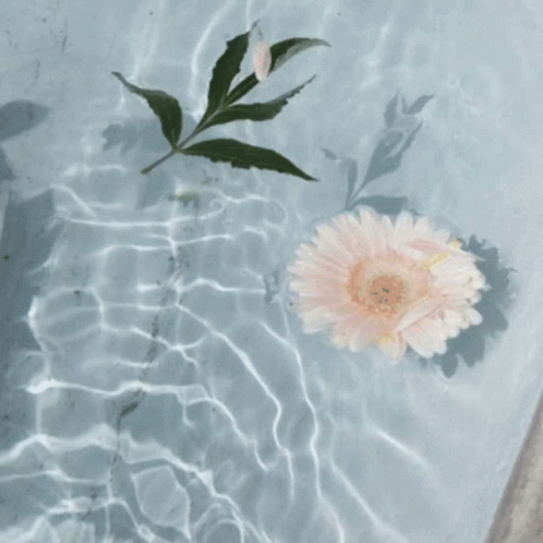 a close up of flowers on the surface of water