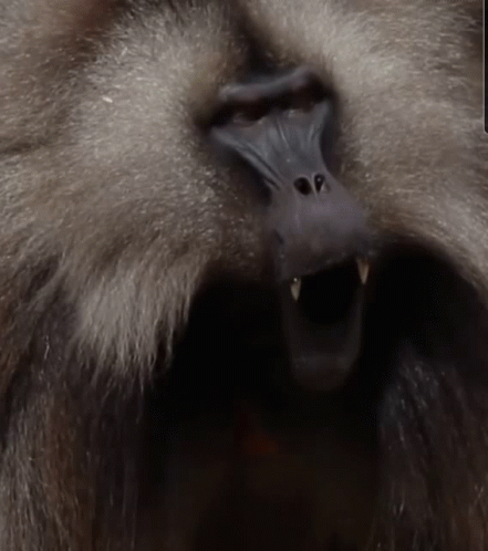 the face of a gorilla is very furry