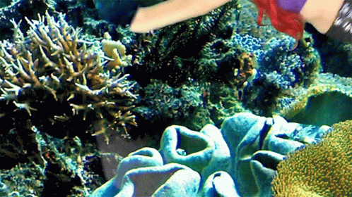sea anemonic and soft corals are seen in this underwater po