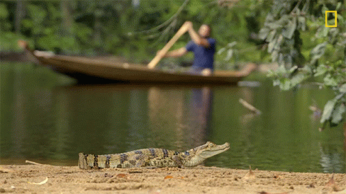 the alligator is sitting on the sand next to a boat