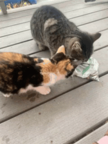 two cats playing over a bag of candy