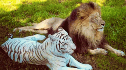 a lion and a stuffed animal together in the grass