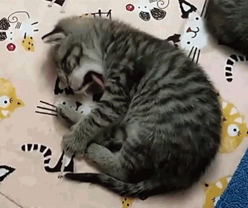 two kittens are curled up on a blanket with a bear on it