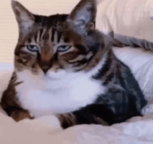 a striped cat sits on a bed looking at the camera