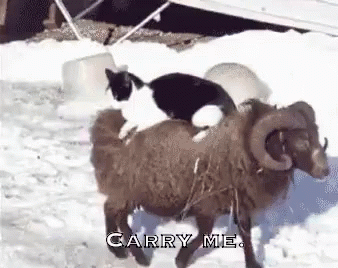 two cats standing next to each other near a sheep