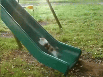 a little dog sliding down a slide in the grass