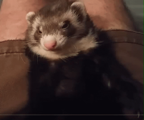 a ferret is sitting on the arm of someone's legs