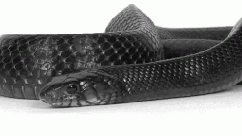 the snake skin shoes are all made with an artificial design