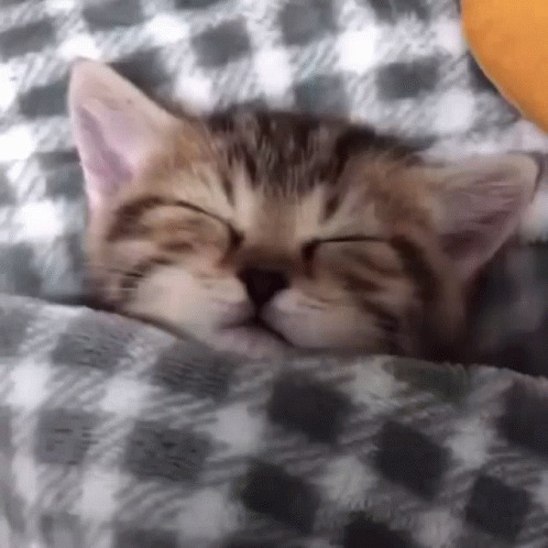 cat with closed eyes curled up and sleeping