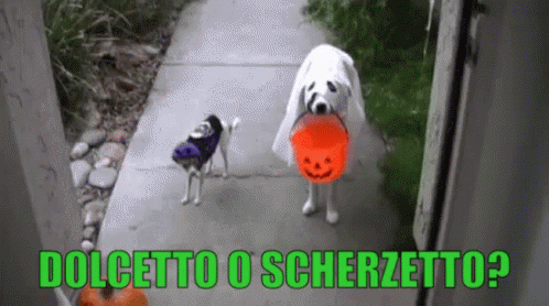a white dog walking with a frisbee in his mouth