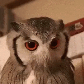 an owl that is sitting on the toilet