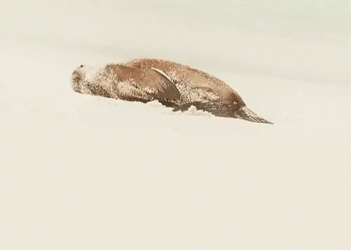 a dead seal lying in the snow