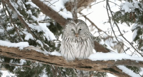 an owl sitting on a tree nch in a snow covered forest