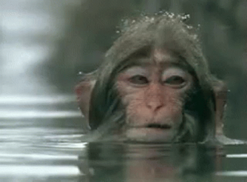 a monkey wearing a hat swimming in water