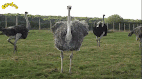 three ostriches stand in a grassy field