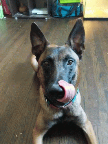 a brown dog with a ball in his mouth