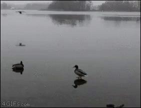 a couple of ducks standing on a lake surrounded by trees