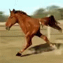 a blurry image of a blue horse