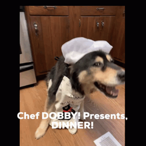 dog has a hat on his head in the kitchen