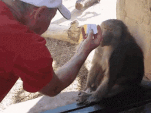 a monkey sitting in a cage being fed by a woman