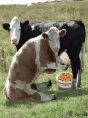 two calves sit in a field as an adult holds a milk bottle to eat from a bowl