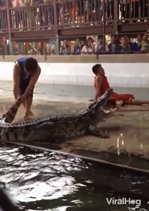 people watch while a crocodile lays on the ground