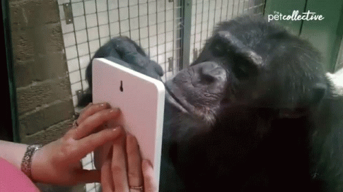 someone holding a tablet in front of a gorilla