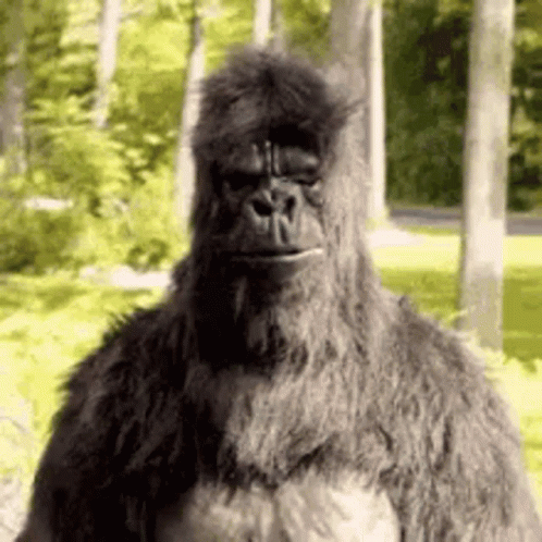 a large gorilla standing in the woods