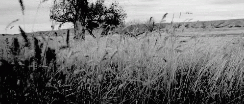 some black and white pos of an animal in a field