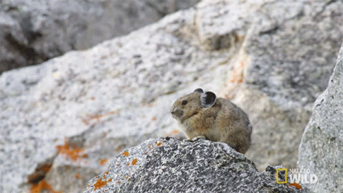 a small animal perched on top of large rocks