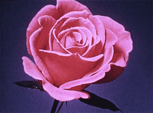 a pink rose flower with a dark background
