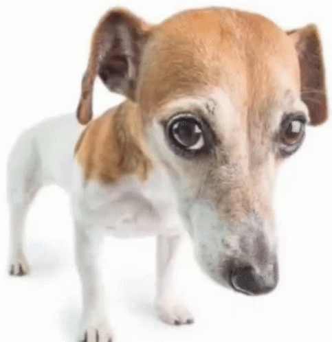 a small dog is shown on a white surface
