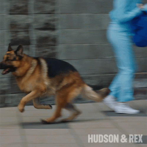 a dog running on the street with its tongue out