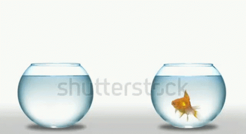 two goldfish bowls sitting next to each other