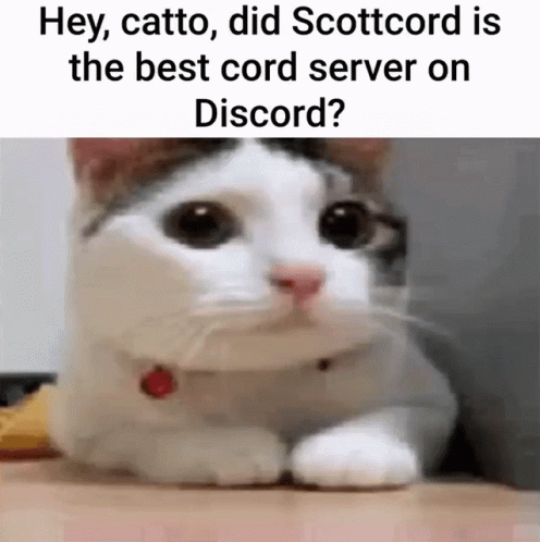 a black and white cat with a caption that reads hey, catto, did scrotford is the best cop server on discord?