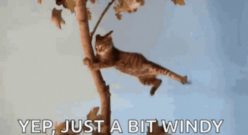 a cat in the tree with text over it