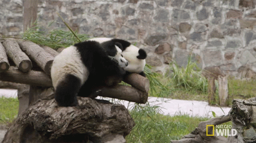 a panda bear resting on a piece of driftwood