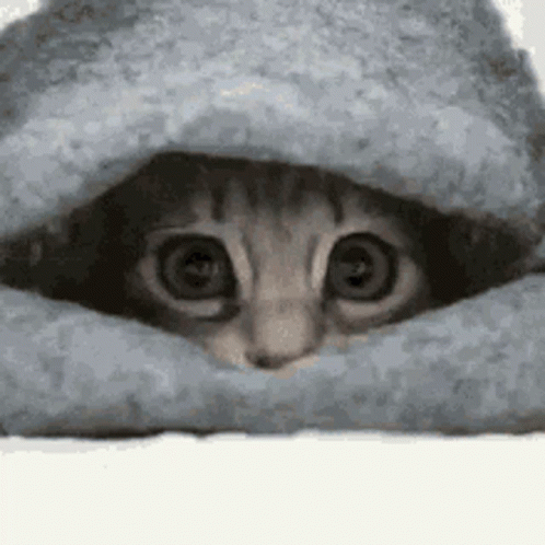a cat with big eyes hiding under a blanket