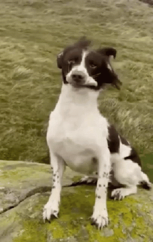 a black and white dog sitting on the top of a rock