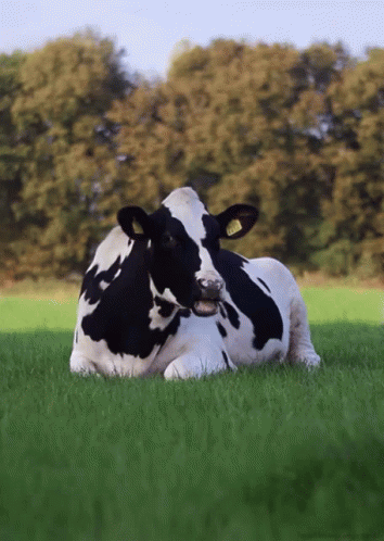 the cow is laying on the ground, with one eye open