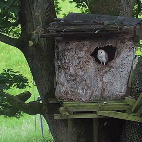 a tree house with an owl on top of it