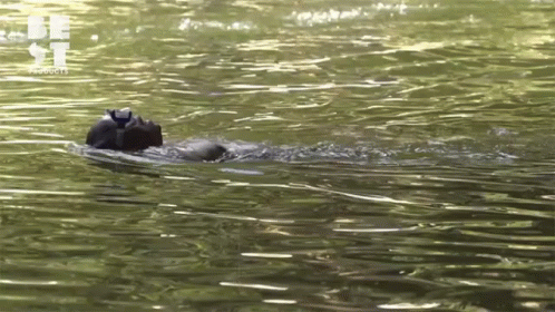 a hippo is swimming in the water on its back