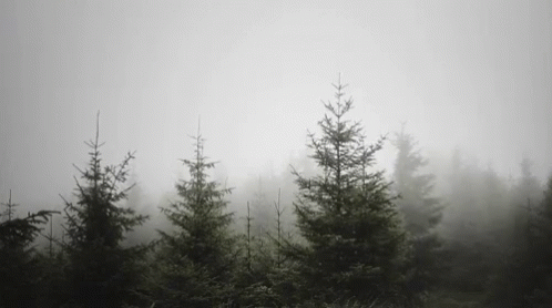 fog rolls in over an evergreen forest