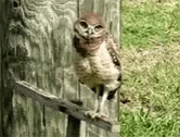 a small owl is on the outside of a door
