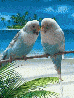 two parakeets sitting on a wooden rail