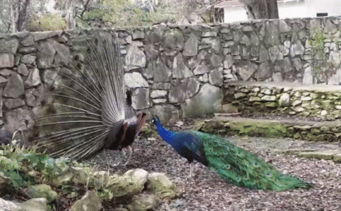 a peacock with feathers spread out near rocks