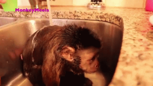 the monkey was curled up in the sink