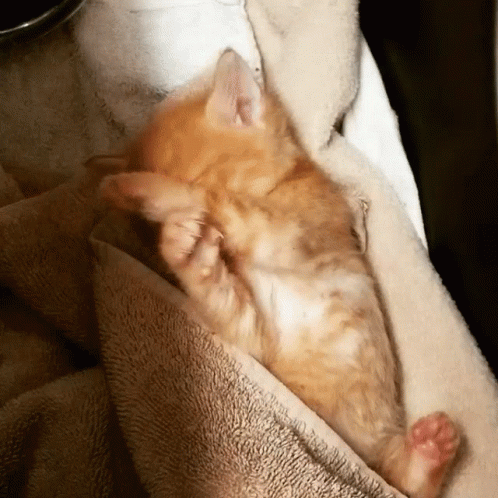 a little kitten is curled up sleeping